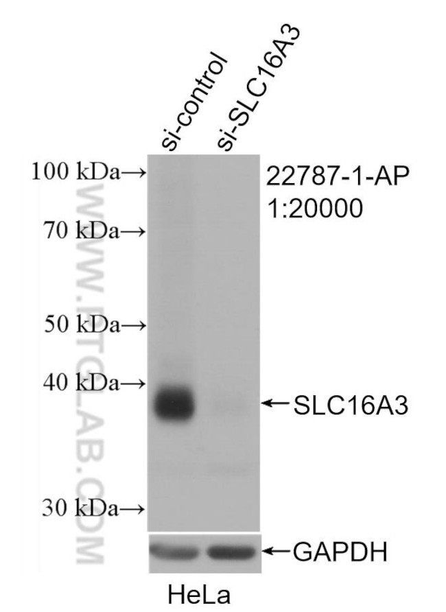 MCT4 Antibody in Western Blot (WB)