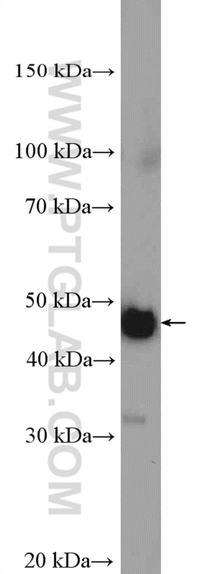 MTERFD1 Antibody in Western Blot (WB)