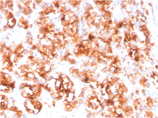 FOLH1/PSMA Antibody in Immunohistochemistry (Paraffin) (IHC (P))