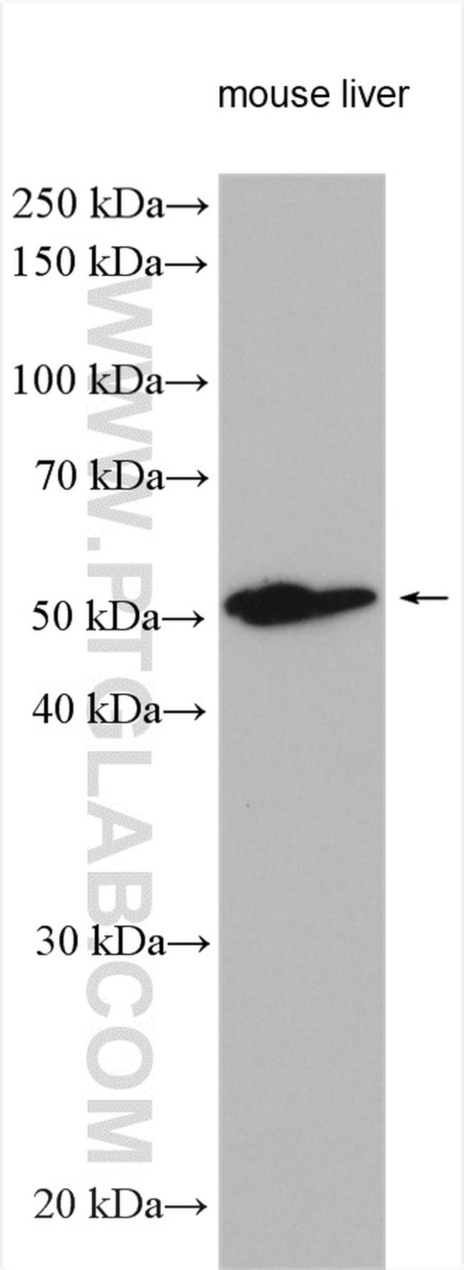 UGT1A1 Antibody in Western Blot (WB)