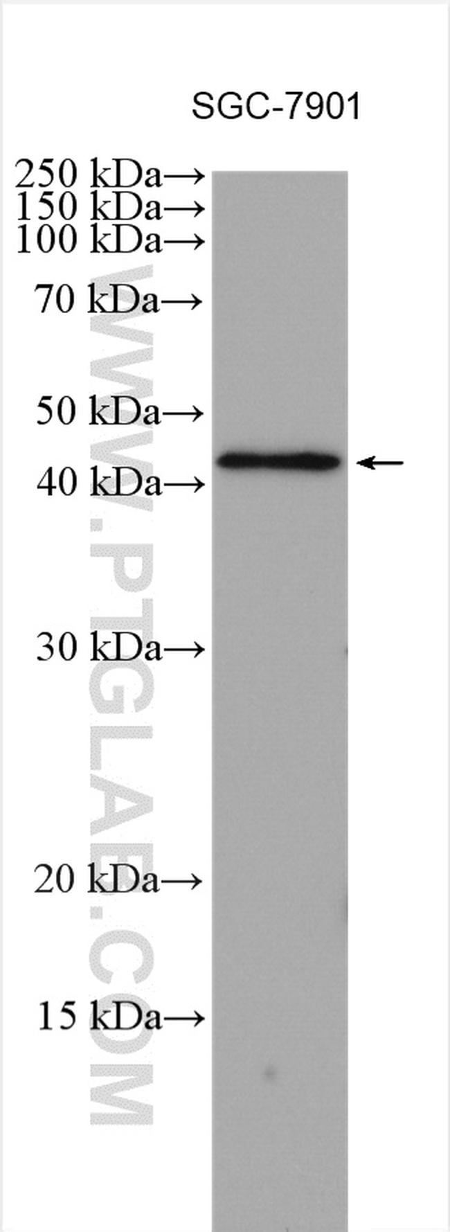 TNFSF18 Antibody in Western Blot (WB)