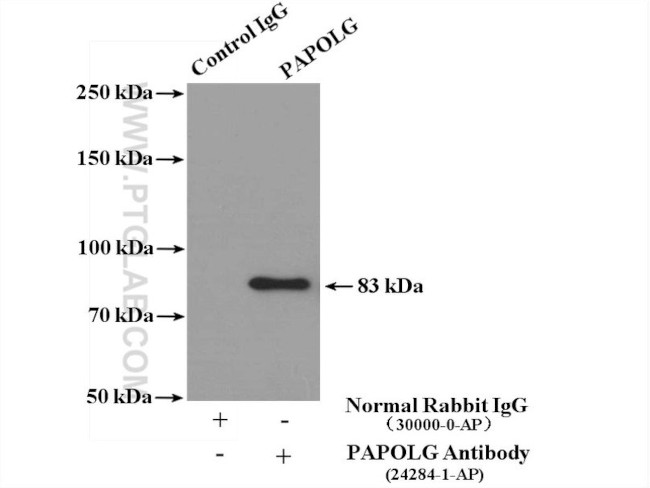 PAPOLG Antibody in Immunoprecipitation (IP)