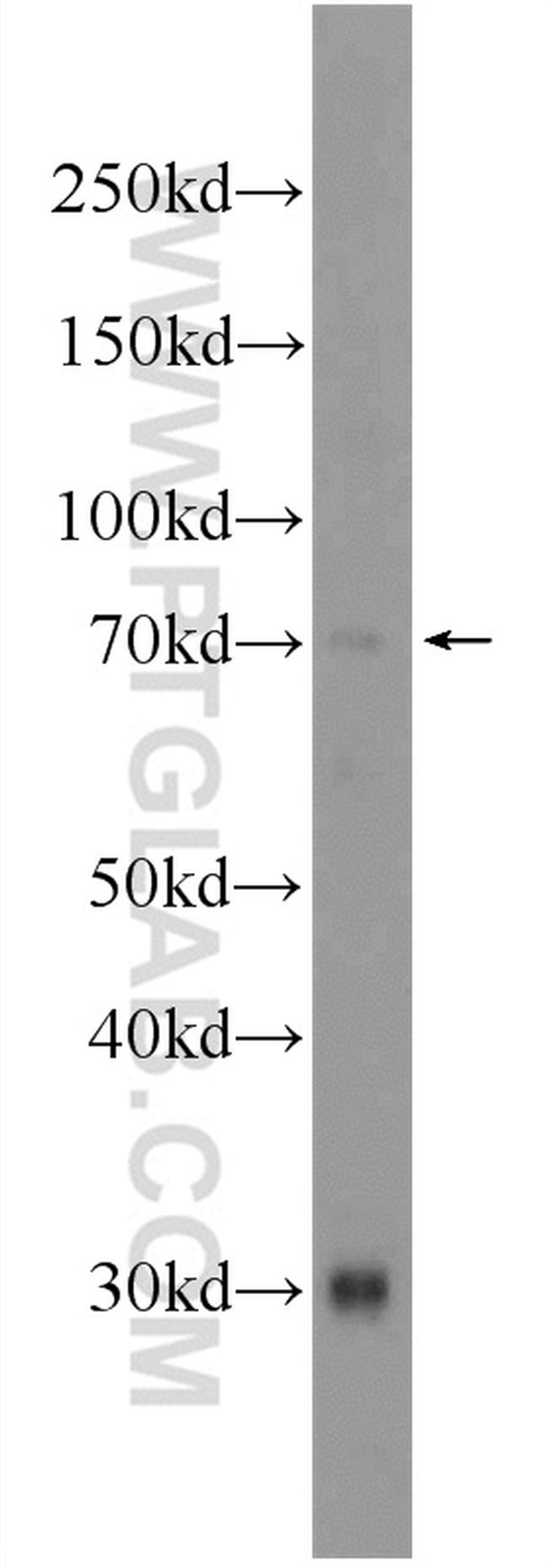 ATG16L2 Antibody in Western Blot (WB)