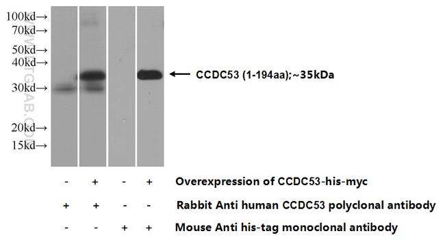 CCDC53 Antibody in Western Blot (WB)
