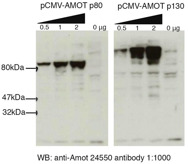 AMOT Antibody in Western Blot (WB)
