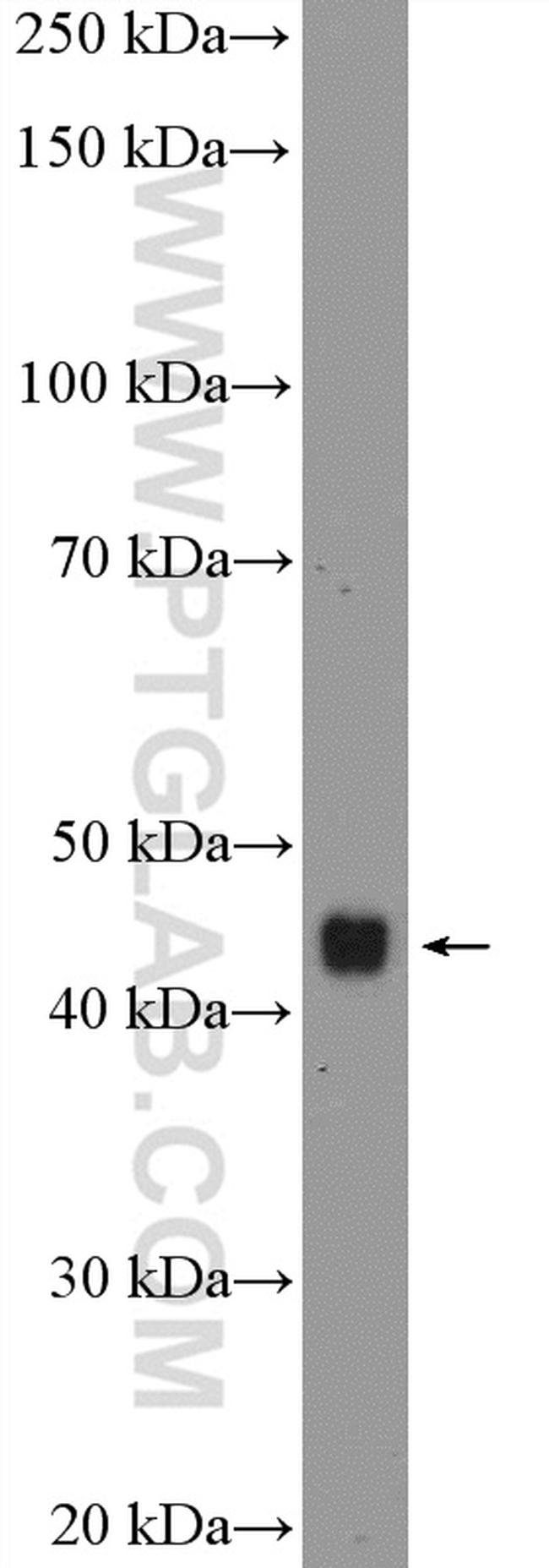 PTGER3 Antibody in Western Blot (WB)
