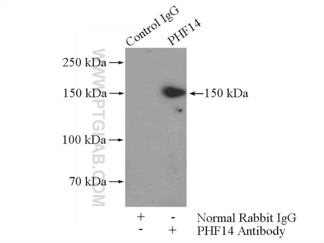 PHF14 Antibody in Immunoprecipitation (IP)