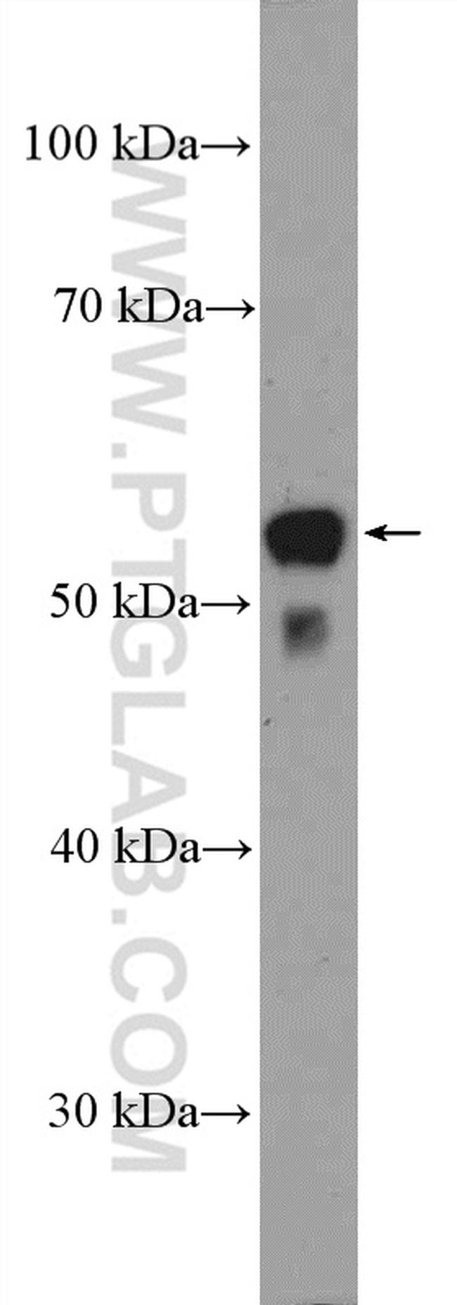PTGER4 Antibody in Western Blot (WB)