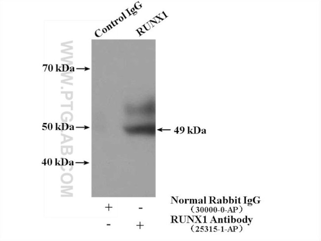 RUNX1 (middle) Antibody in Immunoprecipitation (IP)