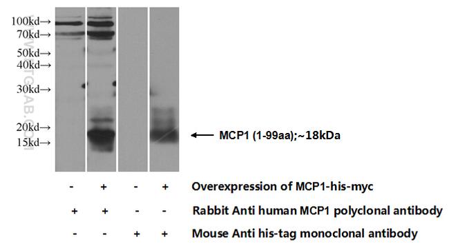 MCP1 Antibody in Western Blot (WB)