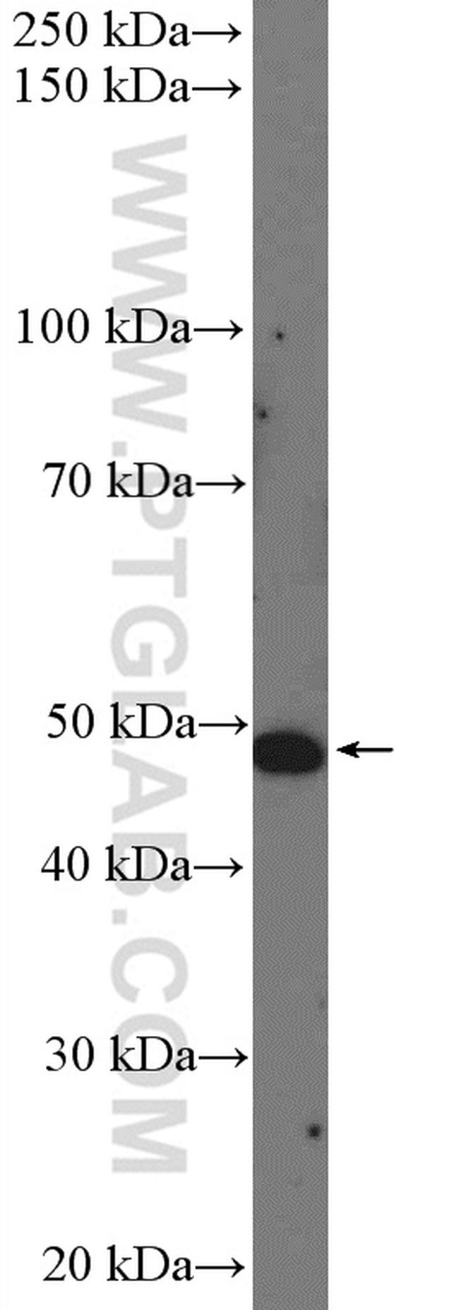PDE7A Antibody in Western Blot (WB)