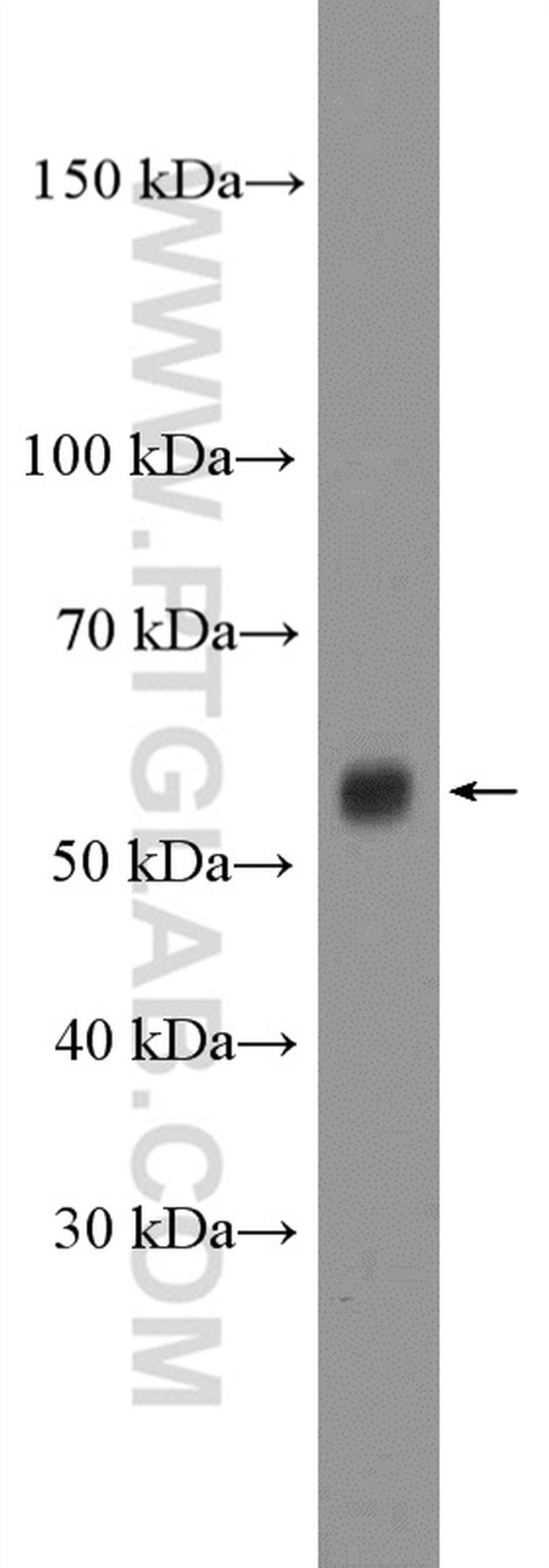 CLCC1 Antibody in Western Blot (WB)