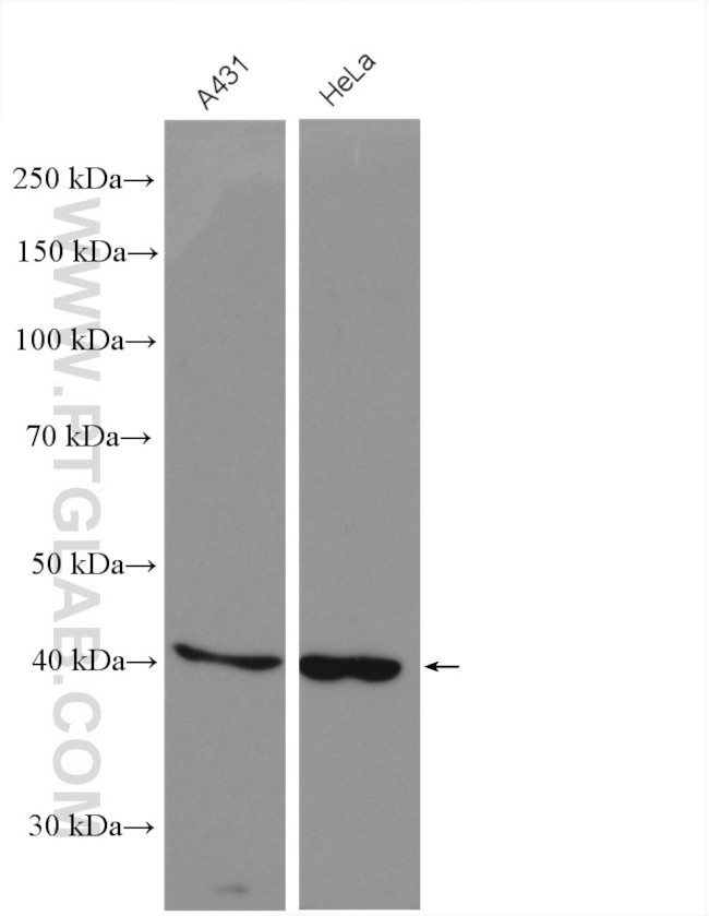 CYR61/CCN1 Antibody in Western Blot (WB)