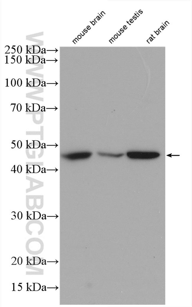 NUCB2/nesfatin-1 Antibody in Western Blot (WB)