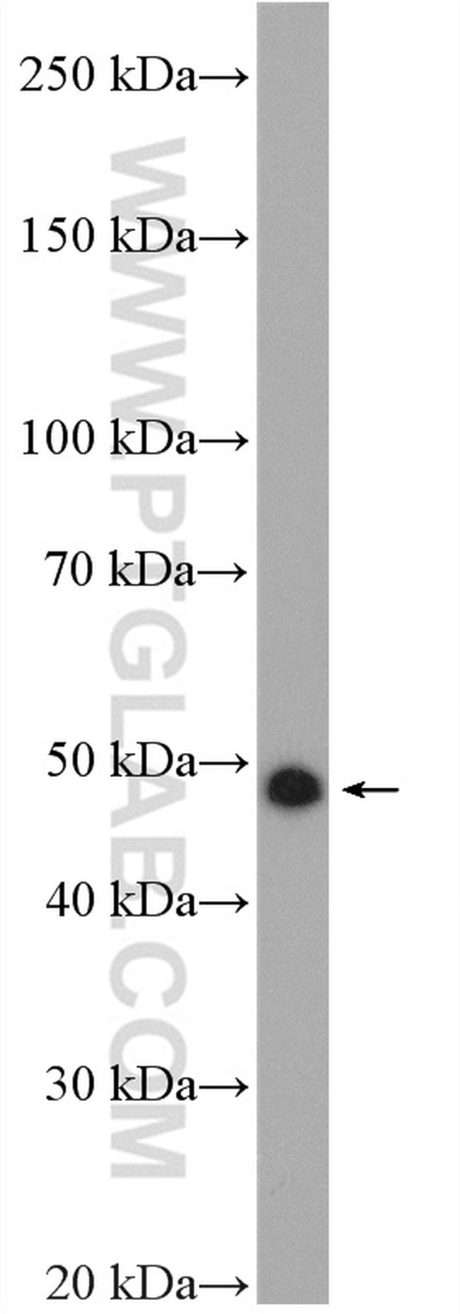 NUCB2/nesfatin-1 Antibody in Western Blot (WB)