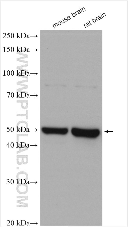 TTYH1 Antibody in Western Blot (WB)