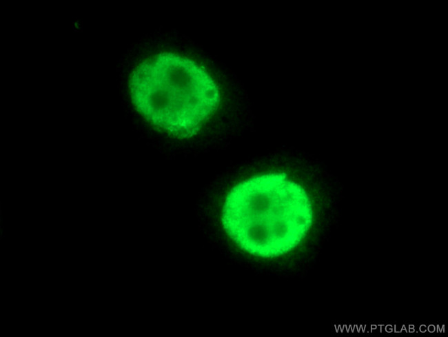 BUB3 Antibody in Immunocytochemistry (ICC/IF)