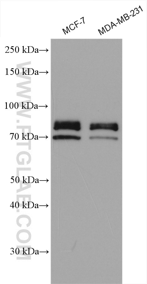 DVL1 Antibody in Western Blot (WB)