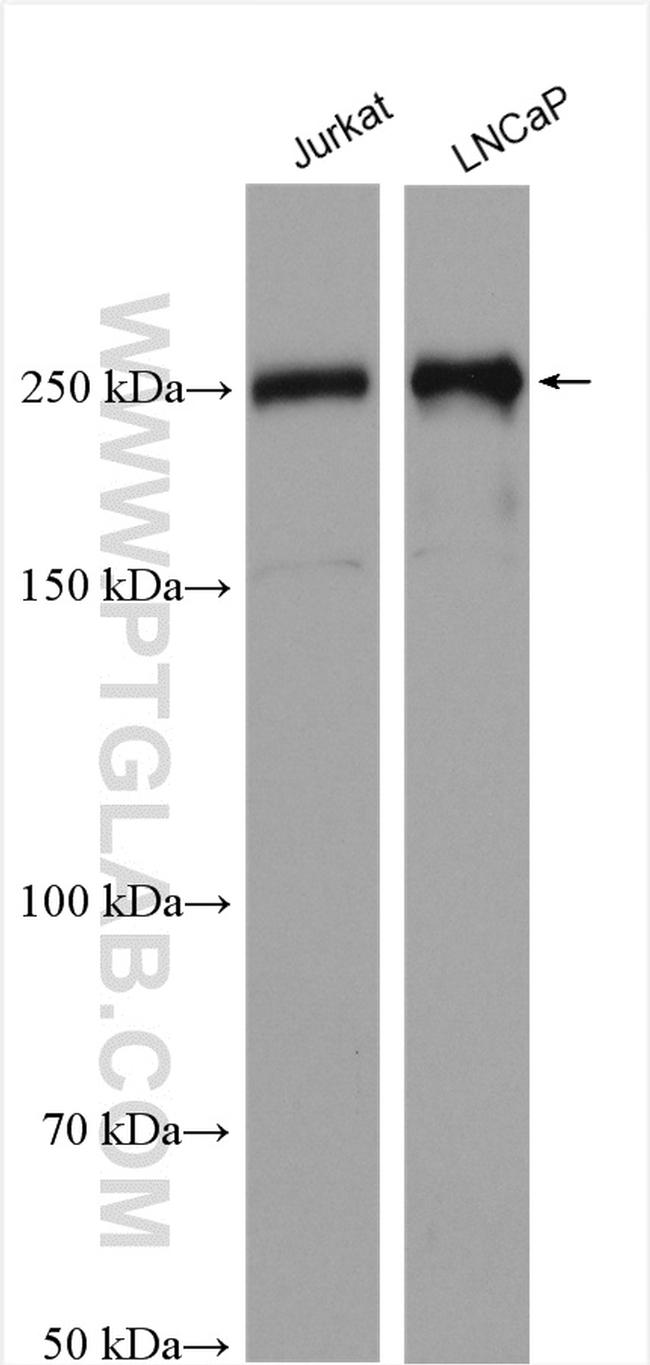 RREB1 Antibody in Western Blot (WB)