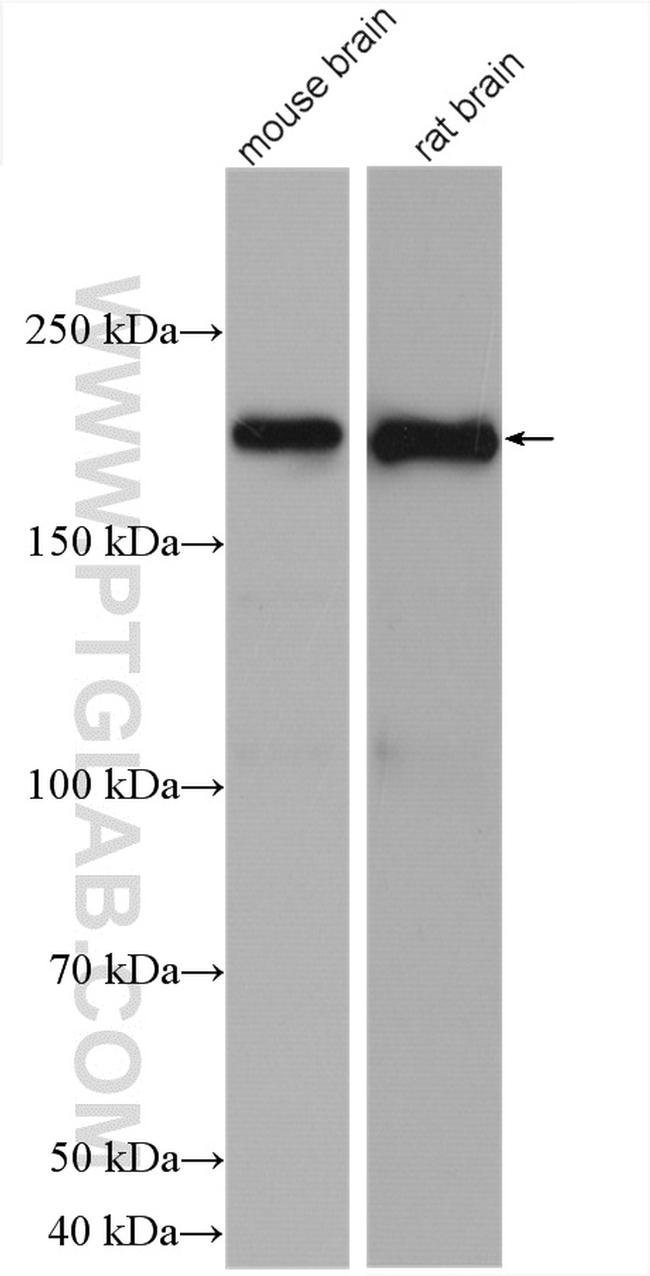 ANK3 Antibody in Western Blot (WB)