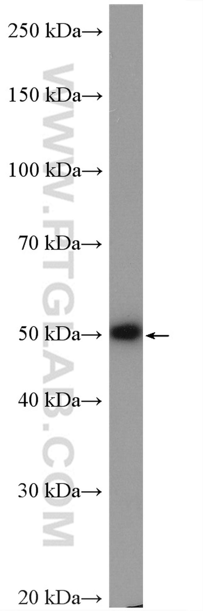 C2orf56 Antibody in Western Blot (WB)