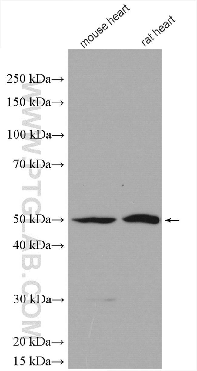 C2orf56 Antibody in Western Blot (WB)