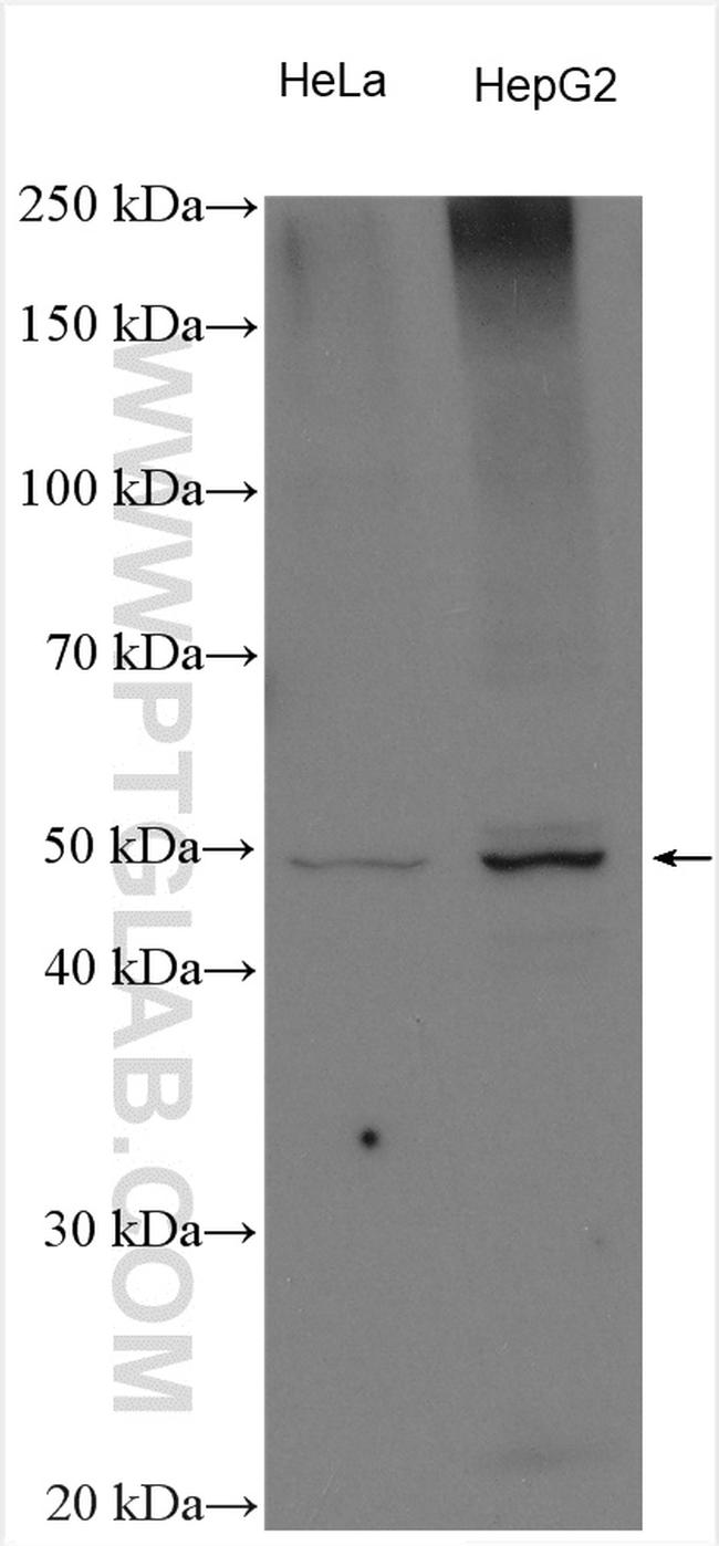 CDS2 Antibody in Western Blot (WB)