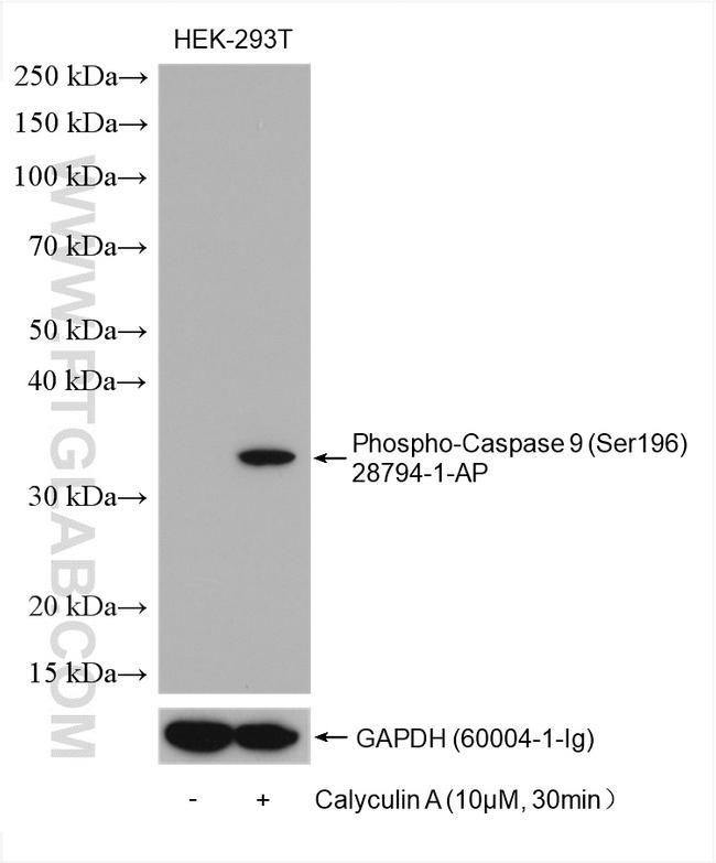 Phospho-Caspase 9 (Ser196) Antibody in Western Blot (WB)