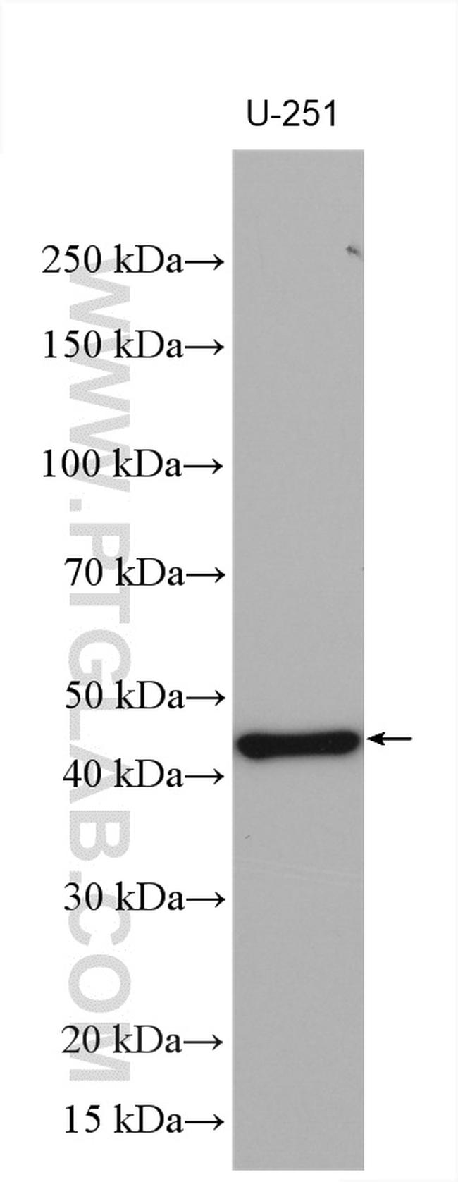 C6orf134 Antibody in Western Blot (WB)