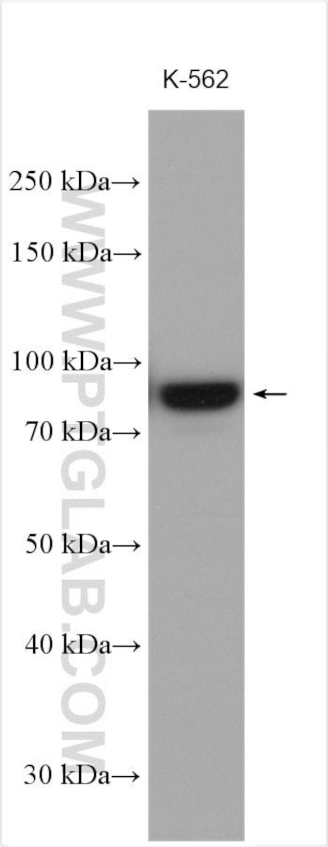 PLOD1 Antibody in Western Blot (WB)
