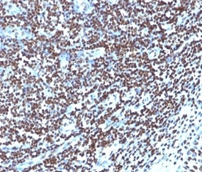 Histone H1 (Pan Nuclear Marker) Antibody in Immunohistochemistry (Paraffin) (IHC (P))
