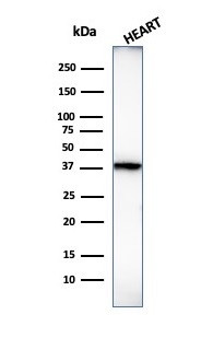 Histone H1 (Pan Nuclear Marker) Antibody in Western Blot (WB)