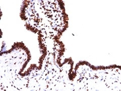 Histone H1 (Pan Nuclear Marker) Antibody in Immunohistochemistry (Paraffin) (IHC (P))