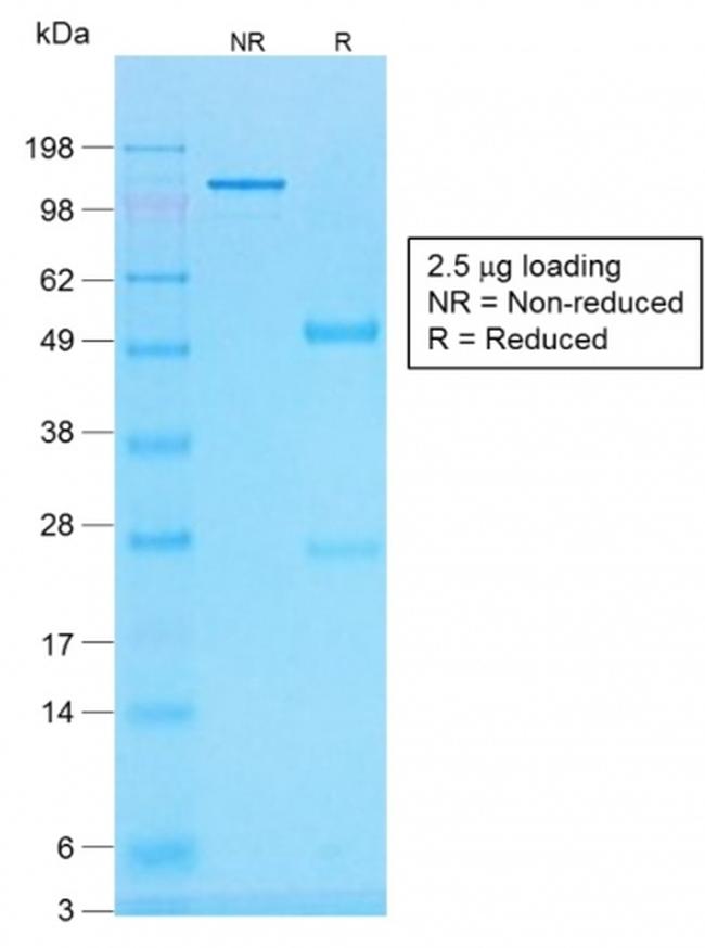 Histone H1 Antibody in SDS-PAGE (SDS-PAGE)