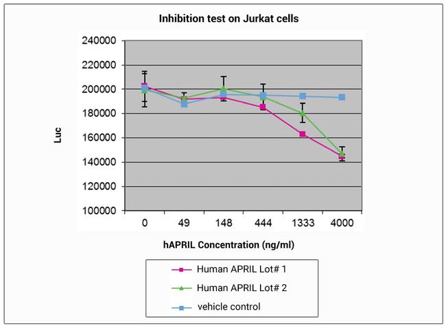 Human APRIL Protein in Functional Assay (FN)