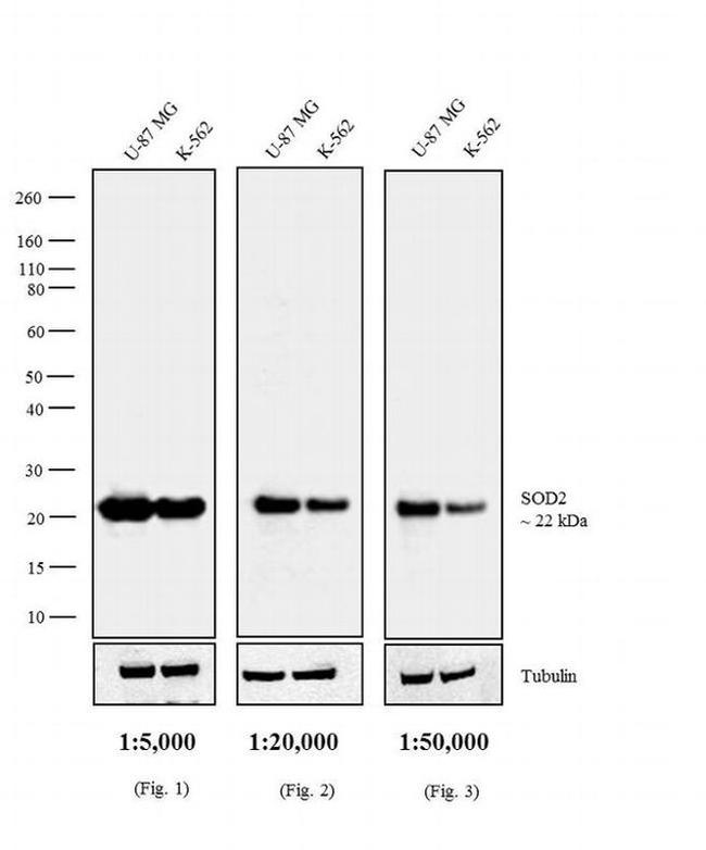Mouse IgG F(ab')2 Secondary Antibody in Western Blot (WB)