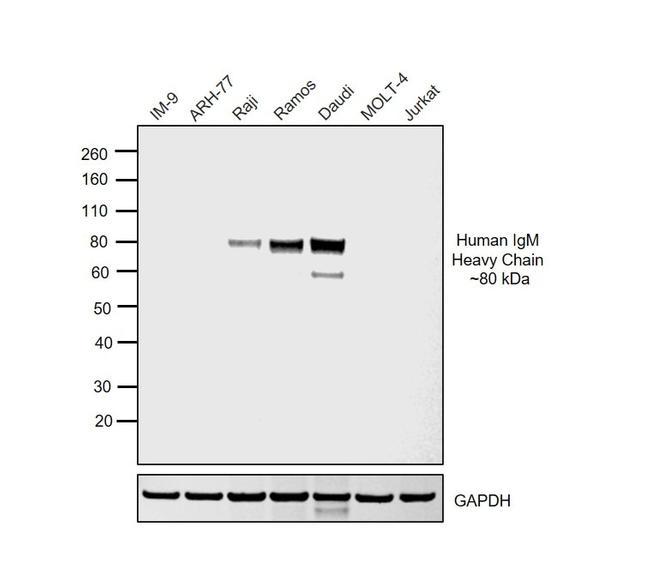 Goat IgG F(ab')2 Secondary Antibody in Western Blot (WB)