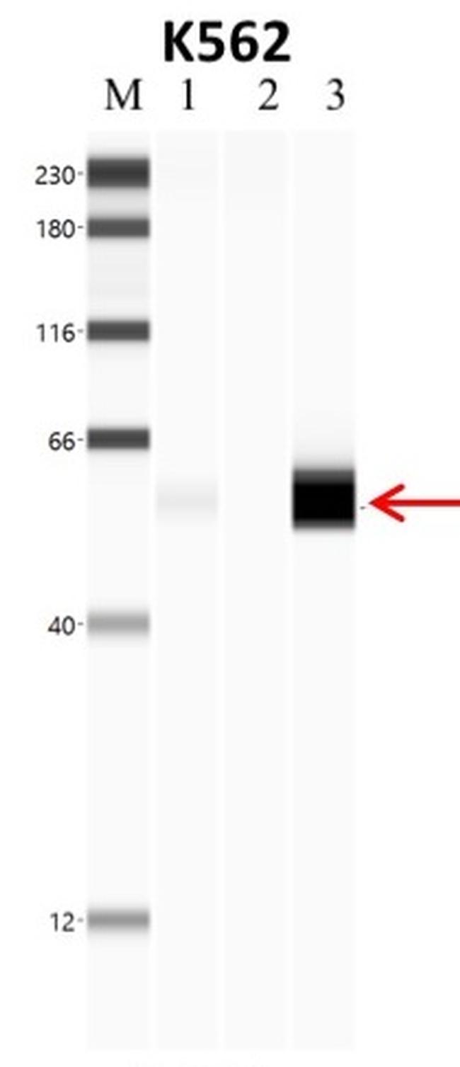 PTBP1 Antibody in RNA Immunoprecipitation (RIP)