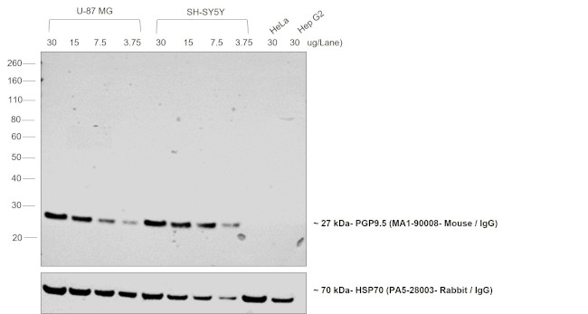 Mouse IgG (H+L) Poly-HRP Secondary Antibody in Western Blot (WB)