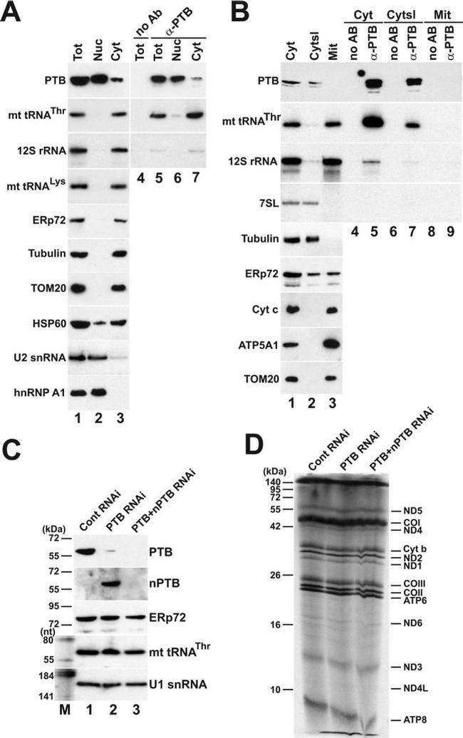 PTBP1 Antibody in Western Blot, RNA Immunoprecipitation (WB, RIP)