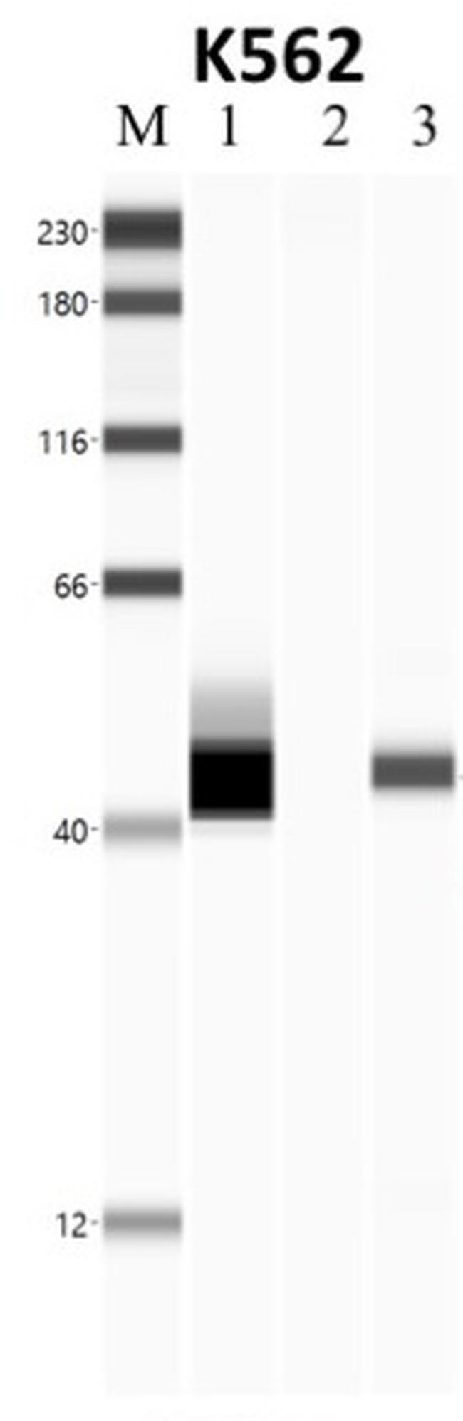 NPM1 Antibody in RNA Immunoprecipitation (RIP)