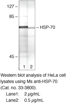 HSP70 Antibody in Western Blot (WB)
