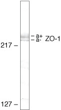 ZO-1 Antibody in Western Blot (WB)