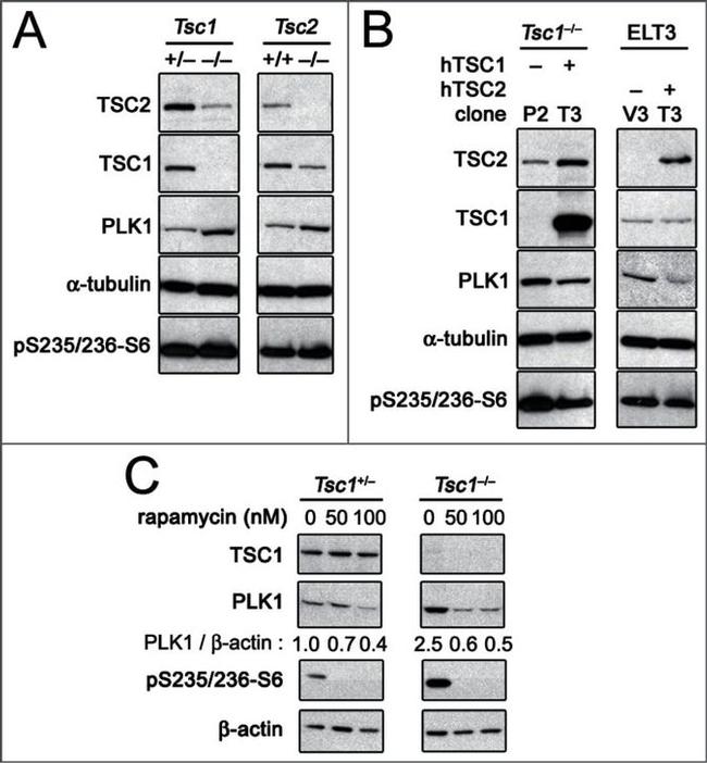 TSC1 Antibody in Western Blot (WB)
