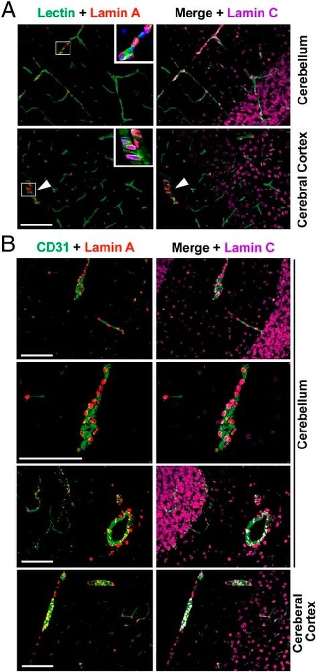 Lamin B2 Antibody in Immunohistochemistry (IHC)