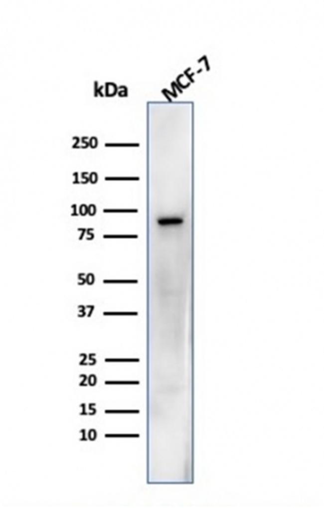 HSP90AB1 (Heat Shock Protein 90) Antibody in Western Blot (WB)