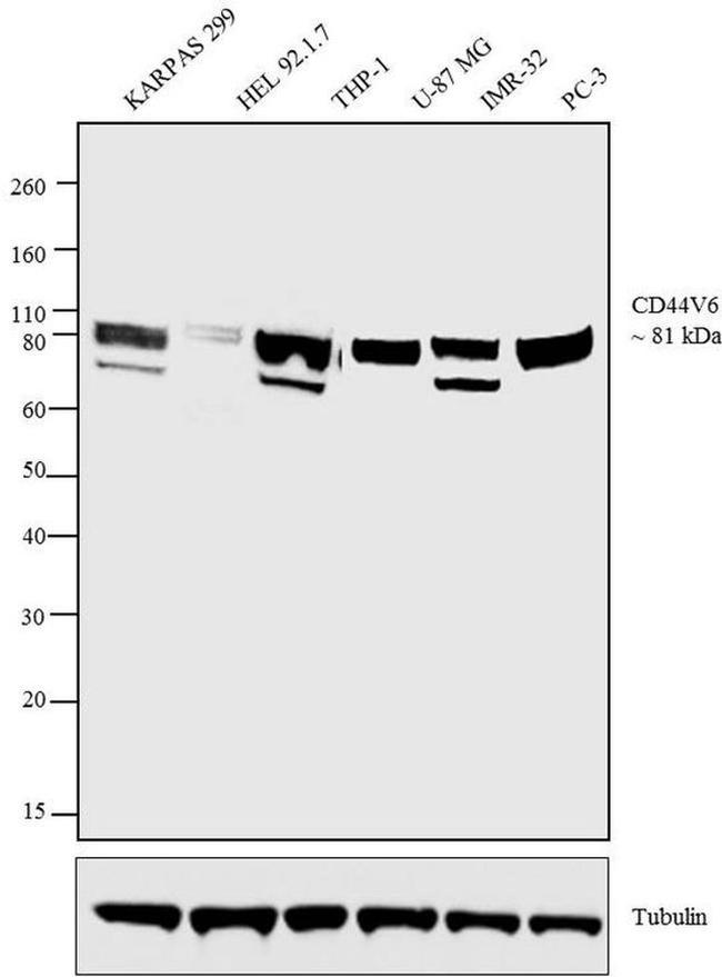 CD44v6 Antibody in Western Blot (WB)