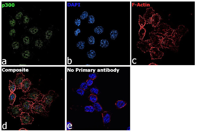 p300 Antibody in Immunocytochemistry (ICC/IF)