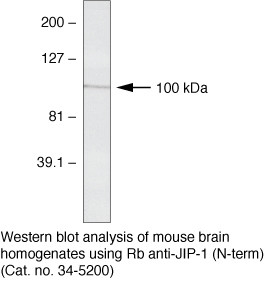 JIP1 Antibody in Western Blot (WB)