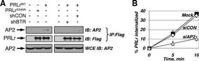 Prolactin Receptor Antibody in Western Blot, Immunocytochemistry (WB, ICC/IF)